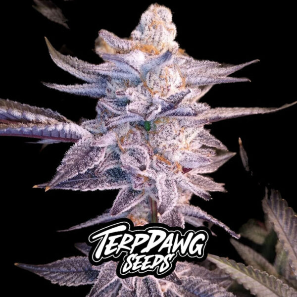 Terpdawg Seeds - 069 Skyline Cookies 3 Samen – Bild 2