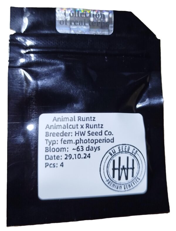 HW Seed Company Animal Runtz Photoperiod 4 Samen – Bild 2