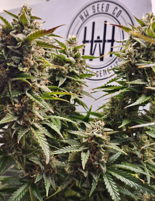 HW Seed Company North Joey Automatic 4 Samen – Bild 4