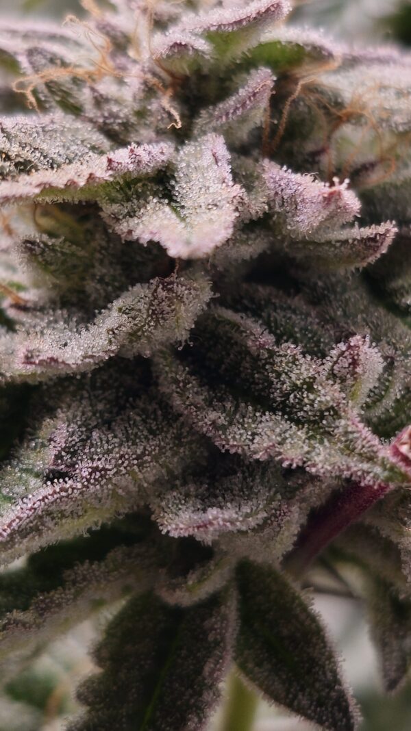 HW Seed Company AmericanZ Pie I Photoperiod 4 Samen – Bild 6