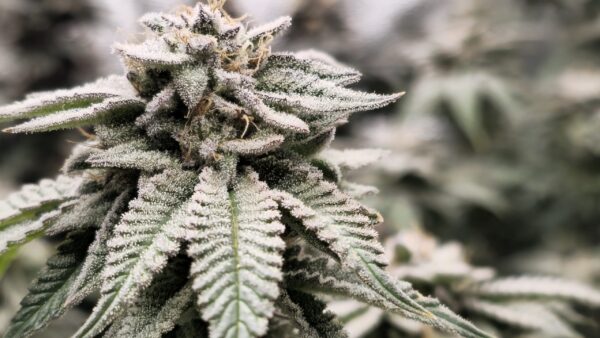HW Seed Company AmericanZ Pie I Photoperiod 4 Samen – Bild 7