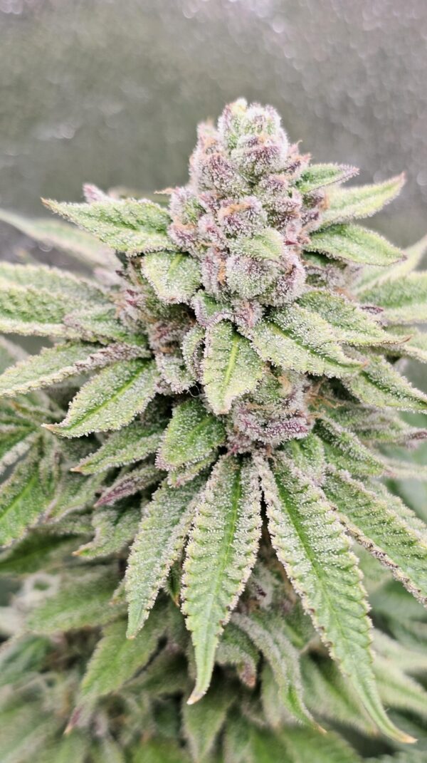 HW Seed Company AmericanZ Pie I Photoperiod 4 Samen – Bild 8