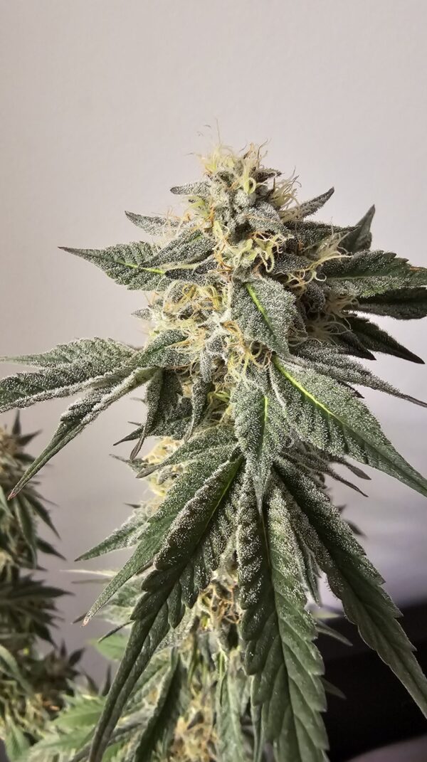 HW Seed Company ZerealZ Photoperiod 4 Samen – Bild 4