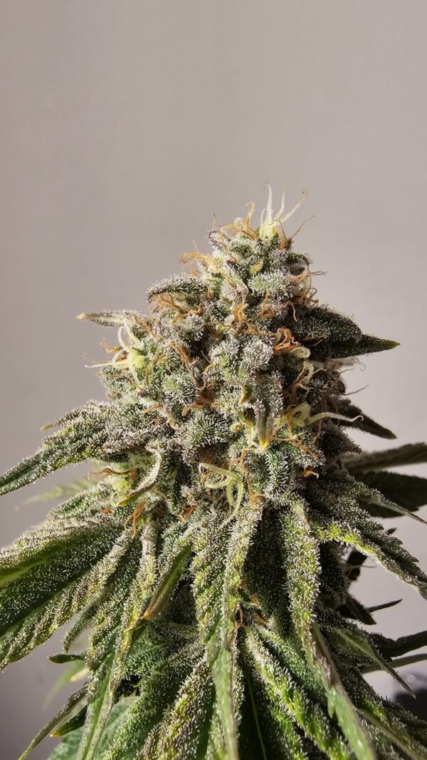 HW Seed Company Berry Pie Photoperiod 4 Samen – Bild 3