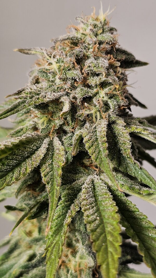 HW Seed Company Berry Pie Photoperiod 4 Samen – Bild 6