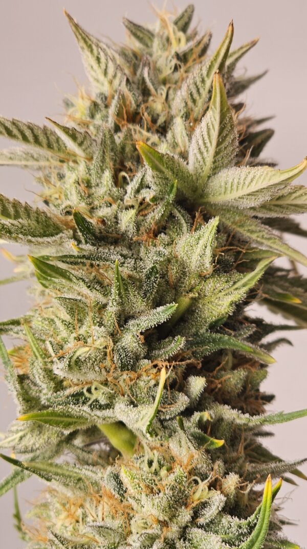 HW Seed Company OreoZ Photoperiod 4 Samen – Bild 7
