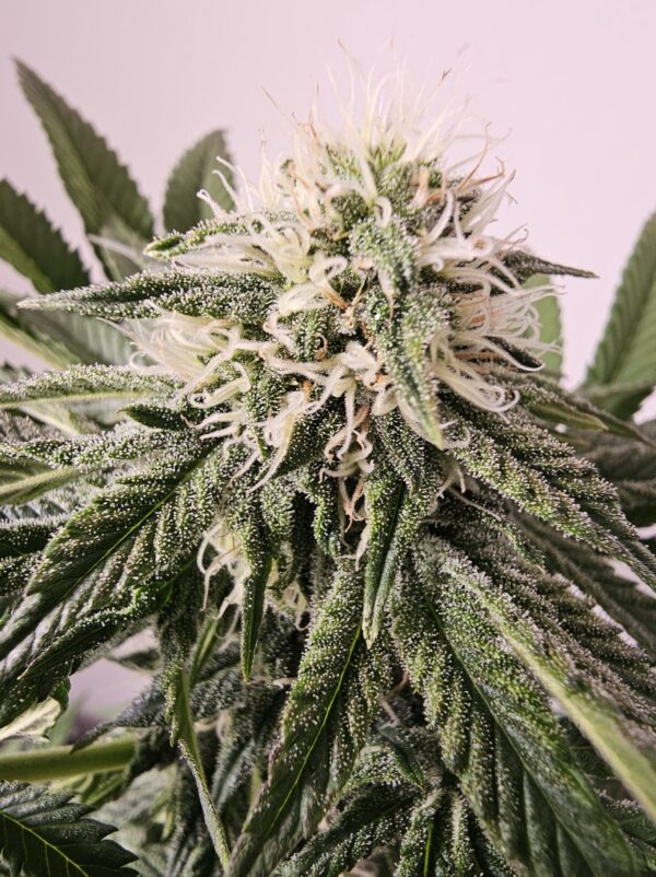 HW Seed Company Berry Pie Photoperiod 4 Samen – Bild 7