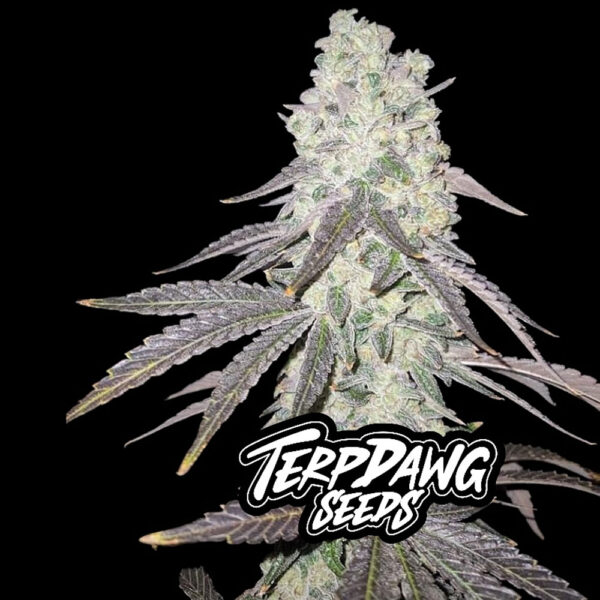 Terpdawg Seeds - Glumanda Glue 3 Samen – Bild 2