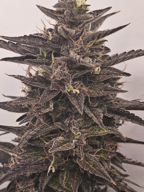 HW Seed Company Holy Gorilla Automatic 4 Samen – Bild 4