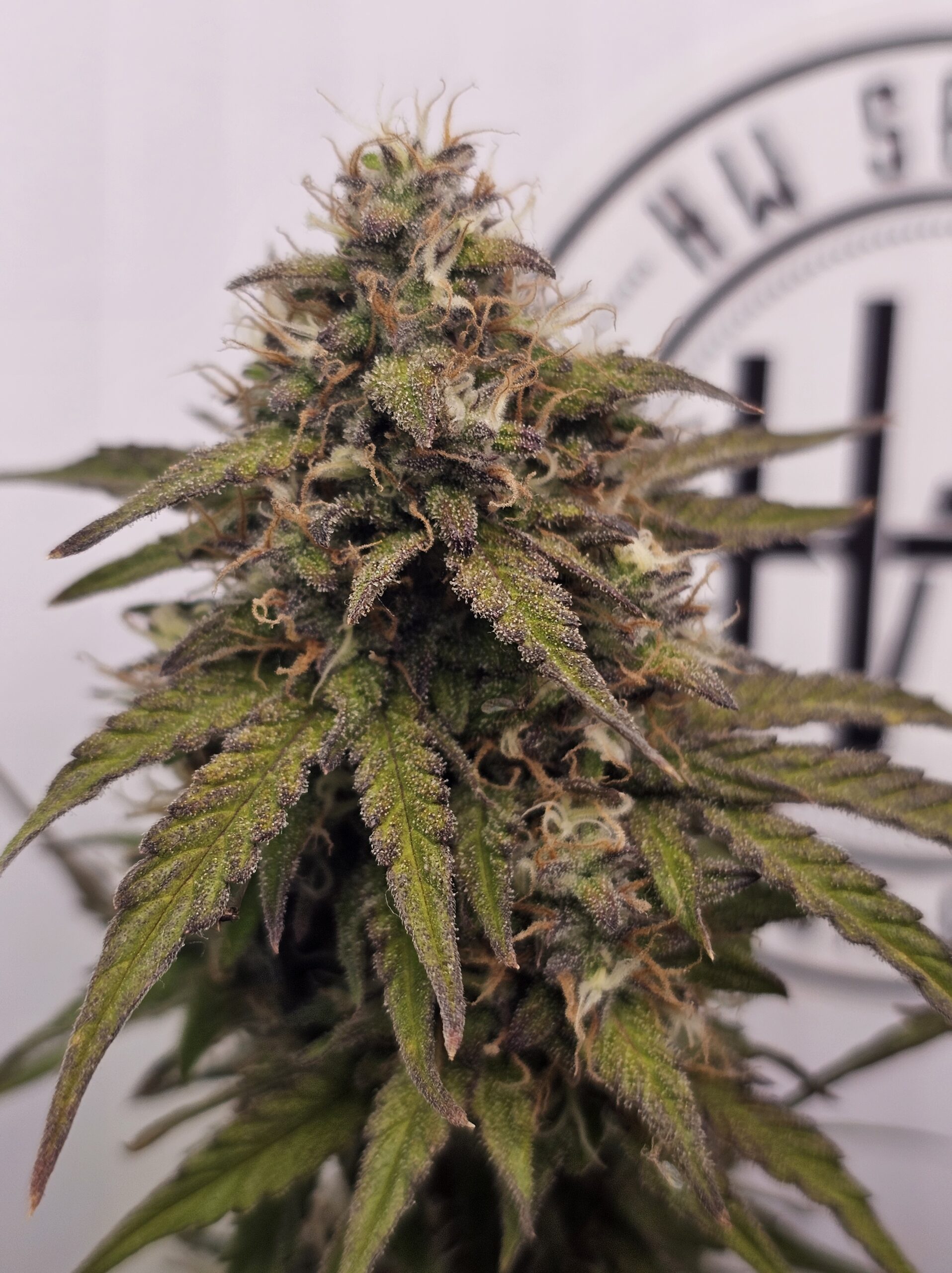 HW Seed Company Jack Gelato Automatic 4 Samen – Bild 3