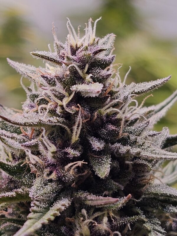 HW Seed Company Northern Lights Automatic 4 Samen – Bild 3
