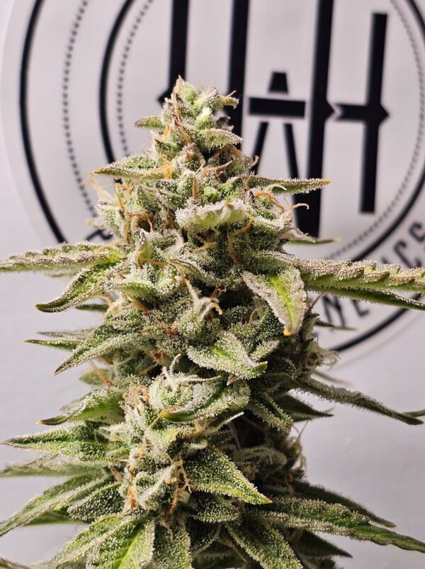 HW Seed Company Super Northern Lights Automatic 4 Samen – Bild 4