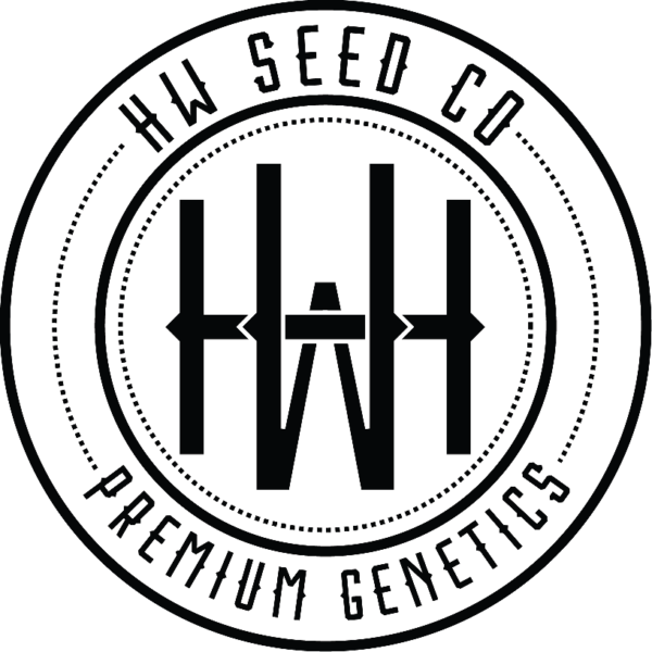 HW Seed Company Gas Pie Photoperiod 4 Samen – Bild 2