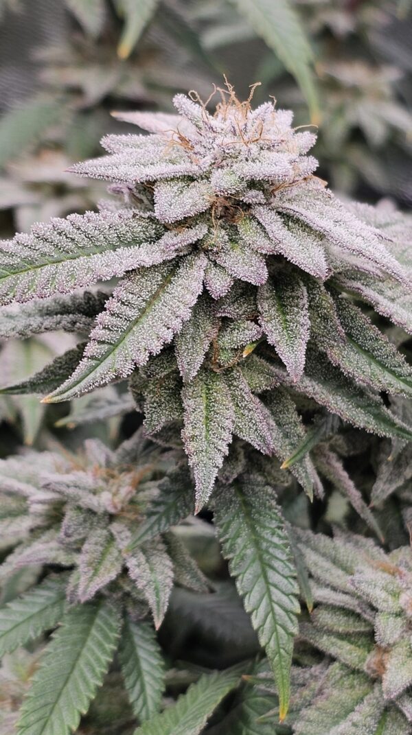 HW Seed Company AmericanZ Pie I Photoperiod 4 Samen – Bild 4