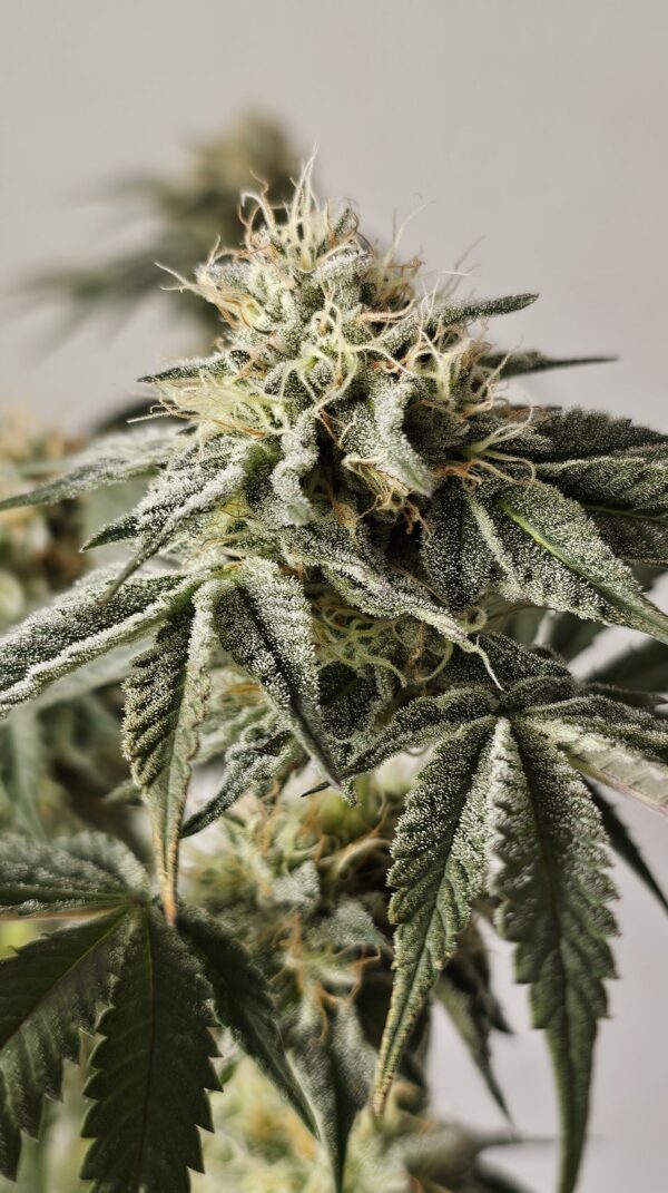 HW Seed Company ZerealZ Photoperiod 4 Samen – Bild 5