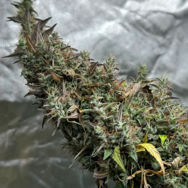 HW Seed Company Jack Herer Automatic 4 Samen – Bild 3