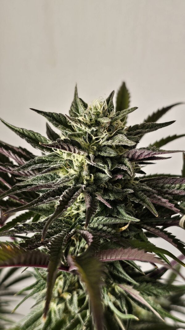 HW Seed Company Gary Payton Photoperiod 4 Samen – Bild 5