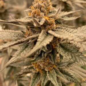 Pax Genetix - Fruit Loopz fem. 3+1 Samen