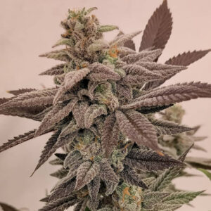 Pax Genetix - Rainbow Sky fem. 3+1 Samen