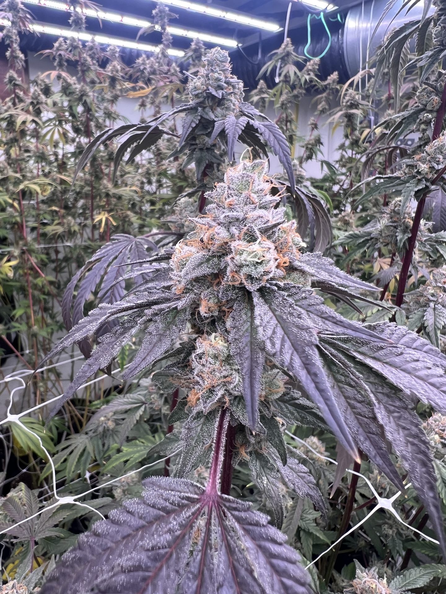 Pax Genetix - Zoap Bubbles fem. 3+1 Samen