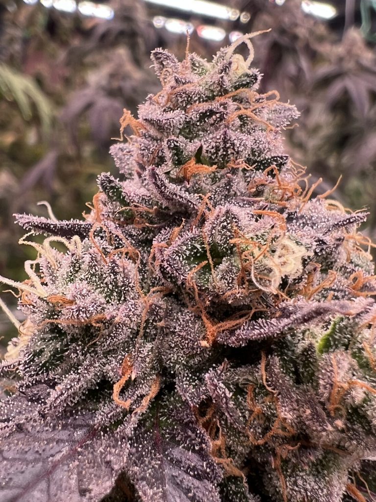 Pax Genetix - Zoap Bubbles fem. 3+1 Samen – Bild 2