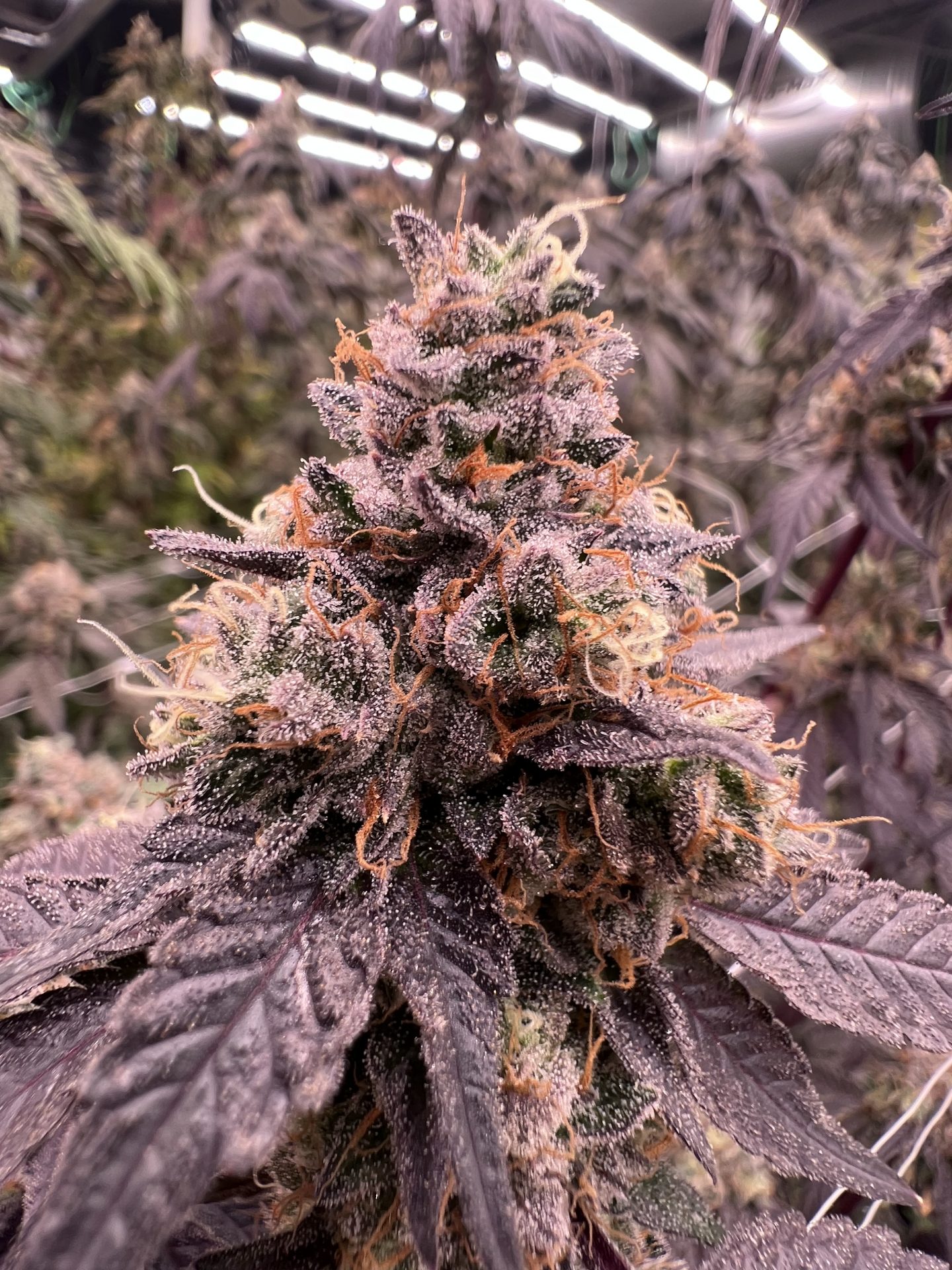 Pax Genetix - Zoap Bubbles fem. 3+1 Samen – Bild 4