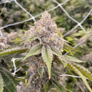 Pax Genetix - Rainbow Apples fem. 3+1 Samen