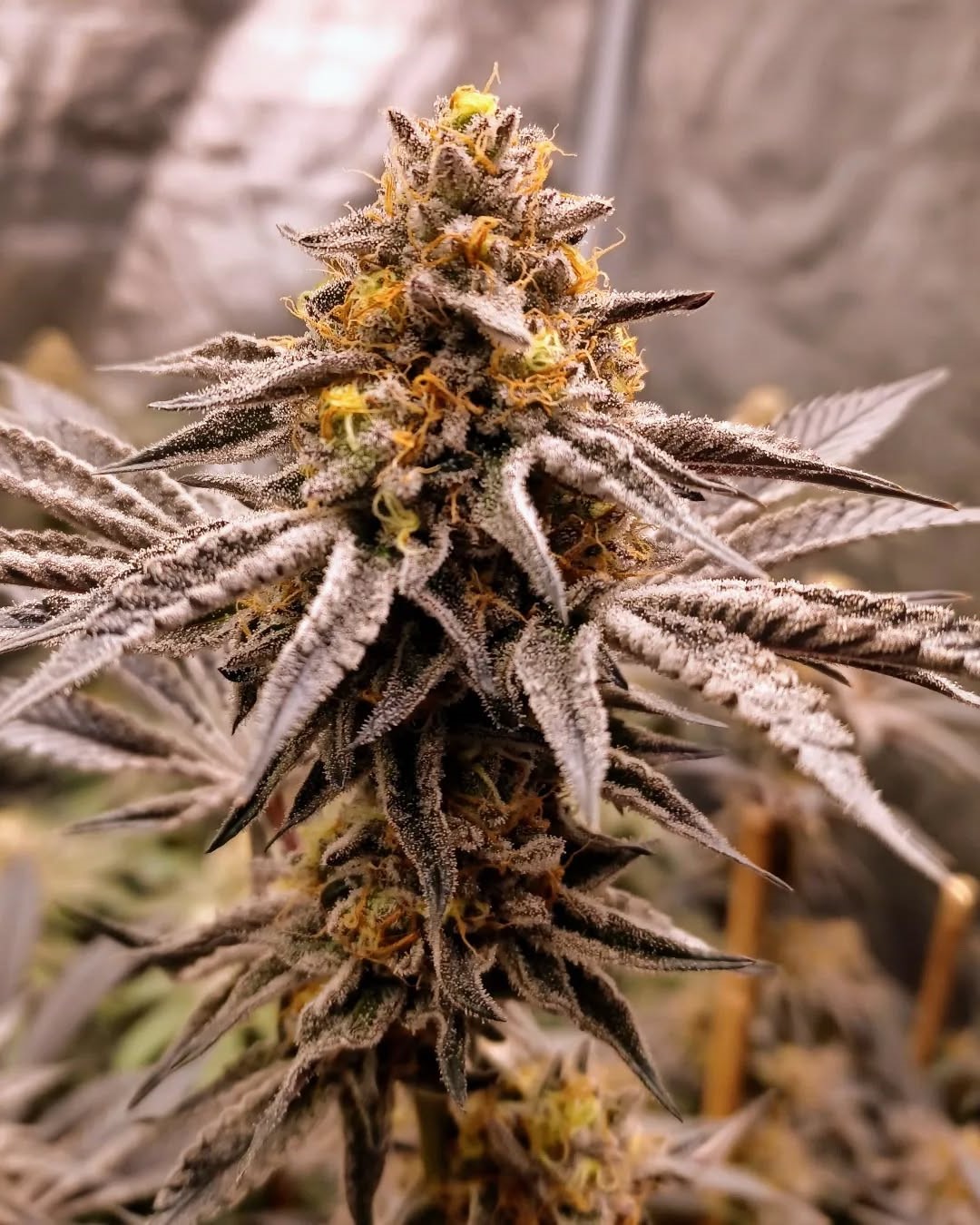 Pax Genetix - Rainbow Poundcake fem. 3+1 Samen – Bild 6