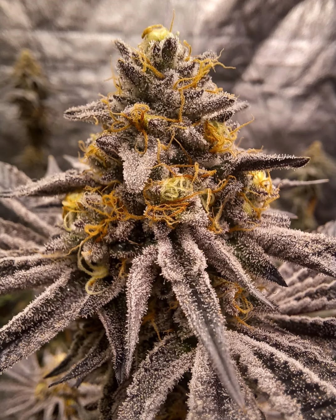 Pax Genetix - Rainbow Poundcake fem. 3+1 Samen – Bild 5