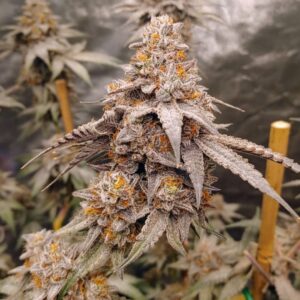 Pax Genetix - Rainbow Poundcake fem. 3+1 Samen