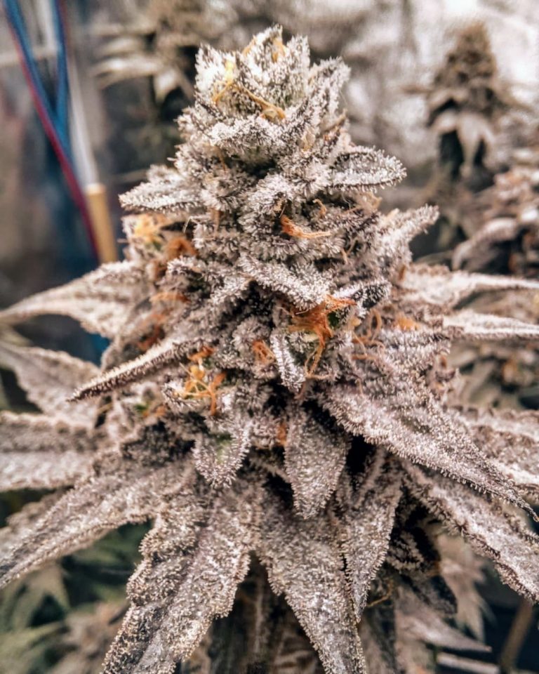 Pax Genetix - Rainbow Poundcake fem. 3+1 Samen – Bild 3