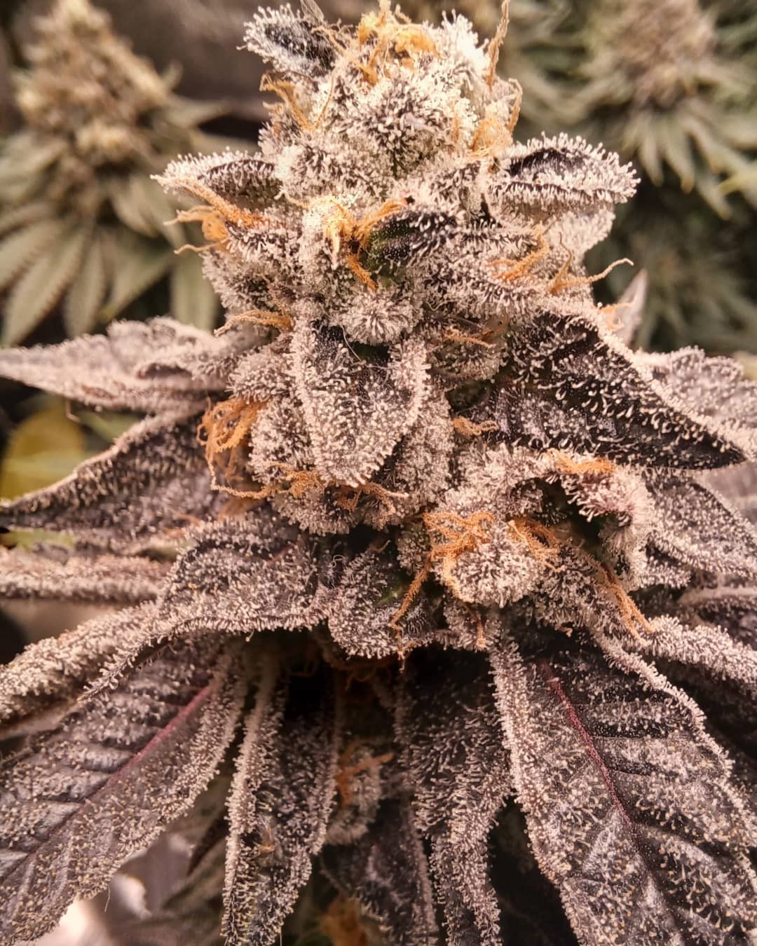 Pax Genetix - Rainbow Poundcake fem. 3+1 Samen – Bild 2