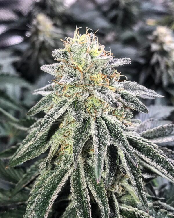 Pax Genetix - Amnesia fem. 3+1 Samen