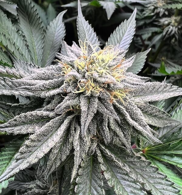 Pax Genetix - Rainbow Drops fem. 3+1 Samen