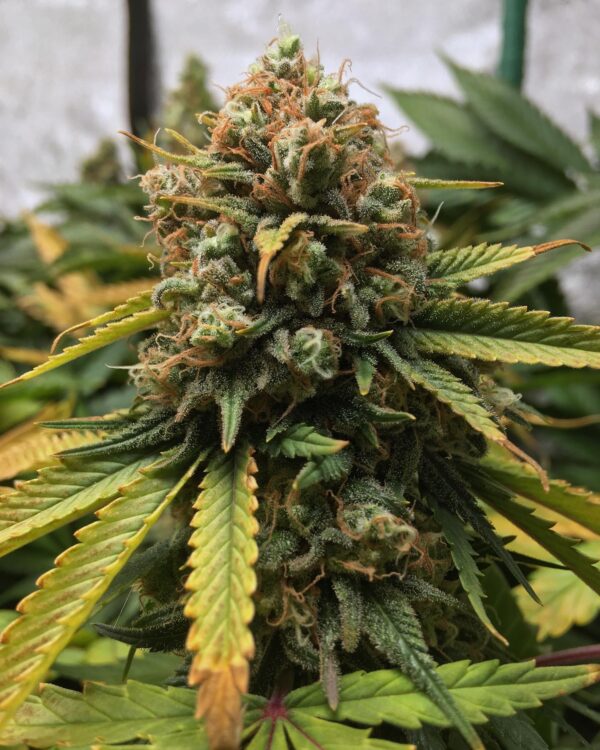 Pax Genetix - Critical 2.0 fem. 3+1 Samen
