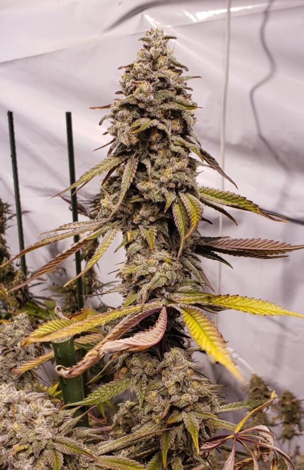 Pax Genetix - Super Skunk fem. 3+1 Samen