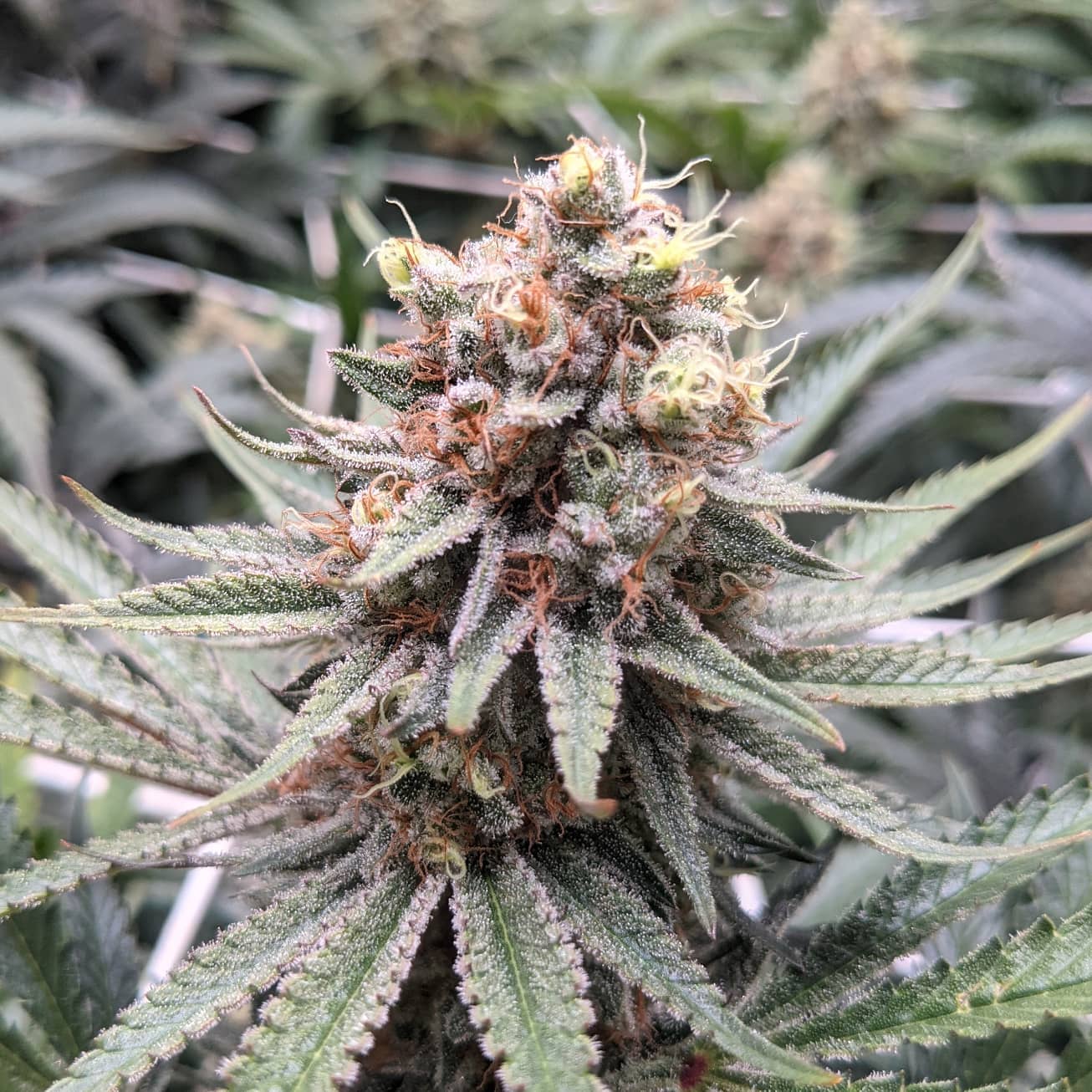 Pax Genetix - White Widow fem. 3+1 Samen