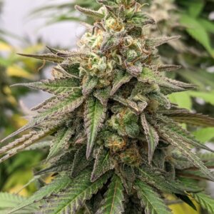 Pax Genetix - Rainbow Smilez fem. 3+1 Samen