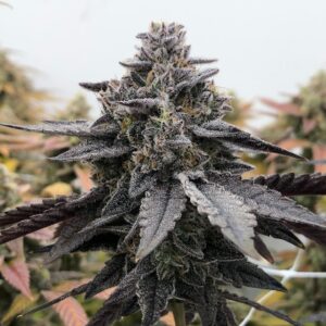 Pax Genetix - Rainbow Oreoz fem. 3+1 Samen