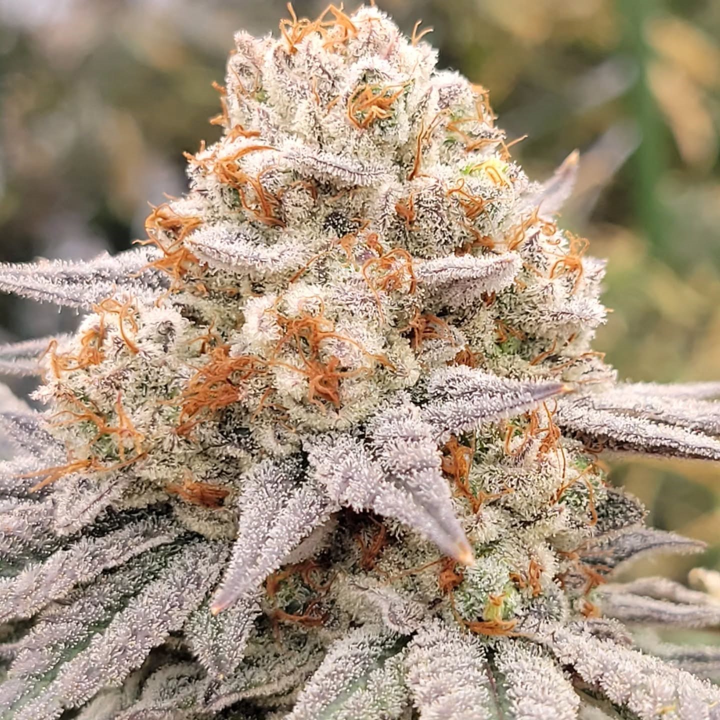 Pax Genetix - Rainbow Panties fem. 3+1 Samen – Bild 4