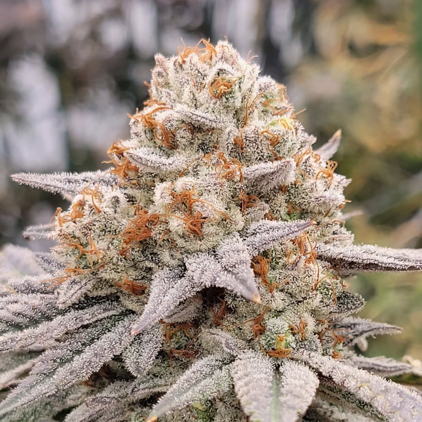 Pax Genetix - Rainbow Panties fem. 3+1 Samen – Bild 3