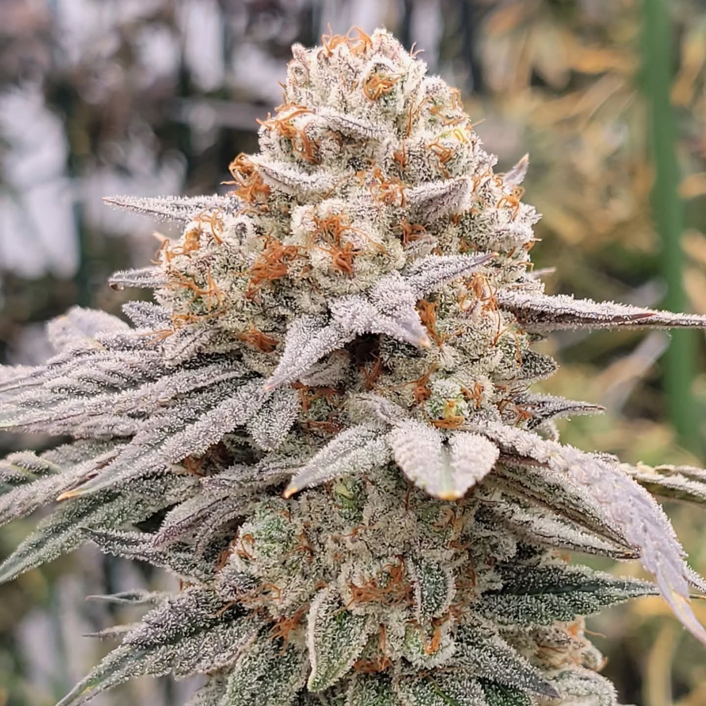 Pax Genetix - Rainbow Panties fem. 3+1 Samen – Bild 2