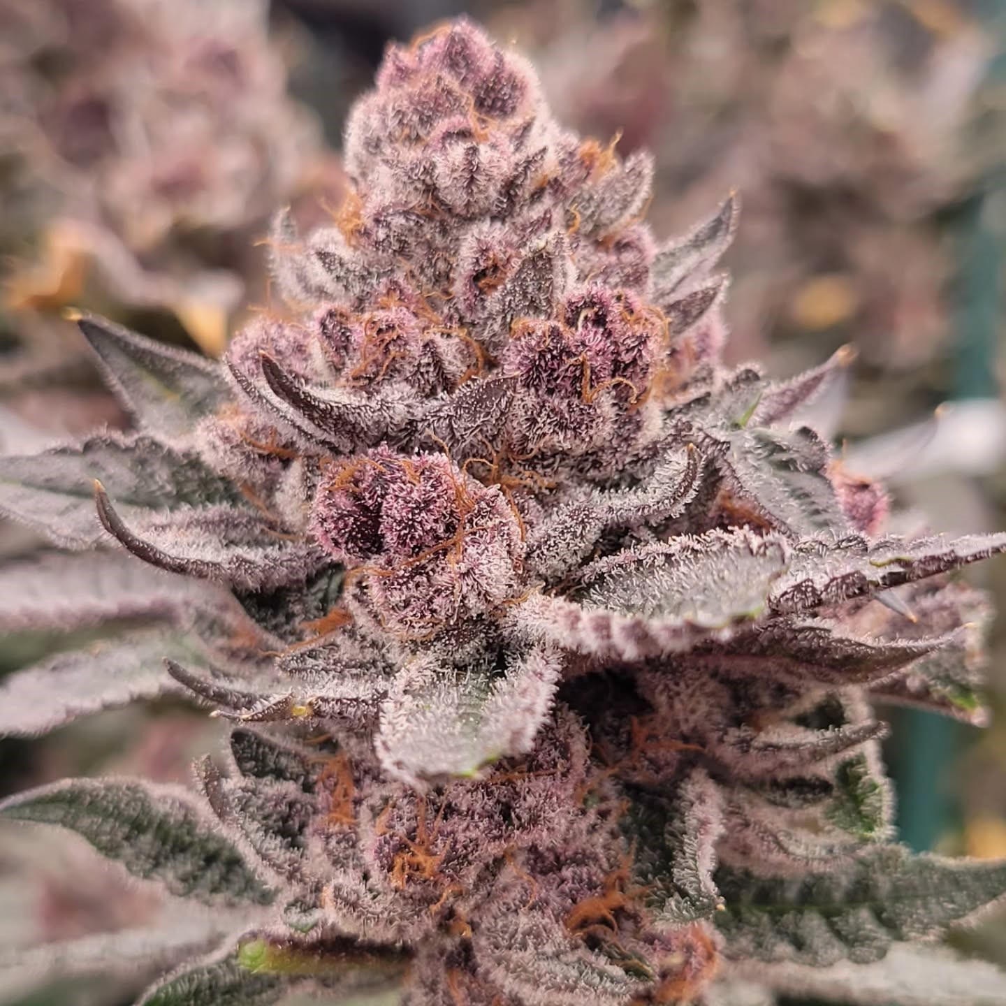 Pax Genetix - Rainbow Panties fem. 3+1 Samen