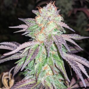 Pax Genetix - Rainbow Gasoline fem. 3+1 Samen