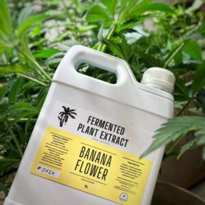 BIO FPE – Fermentierter Bananenblüten-Extrakt (Banana Flower) 1L