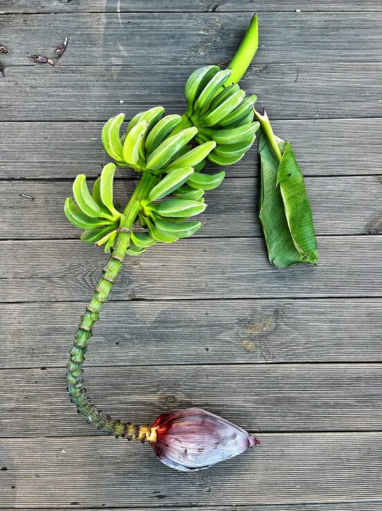 BIO FPE – Fermentierter Bananenblüten-Extrakt (Banana Flower) 1L – Bild 3