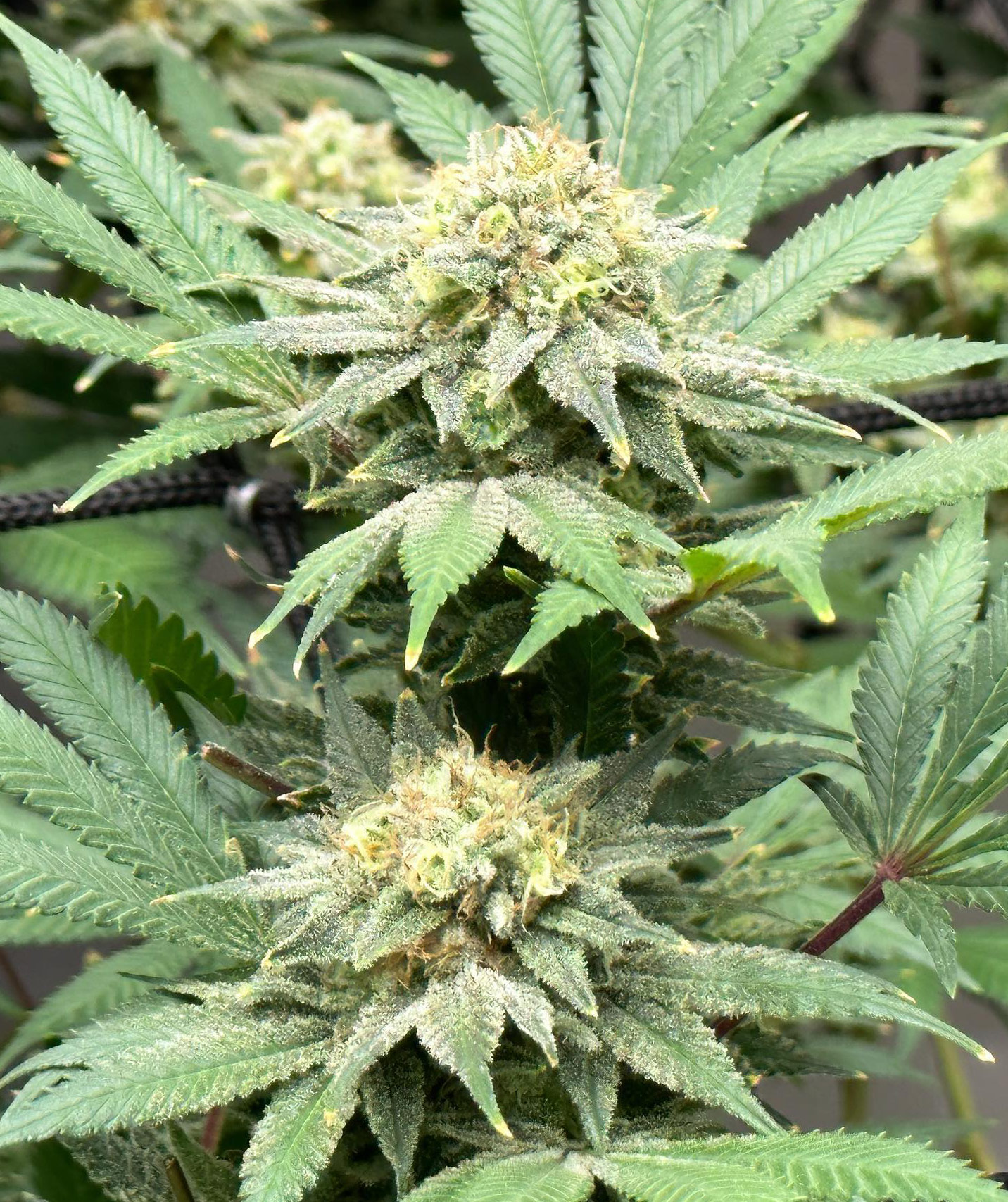 Pax Genetix - Somango Auto fem. 3+1 Samen – Bild 4