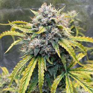 Pax Genetix - Somango Auto fem. 3+1 Samen