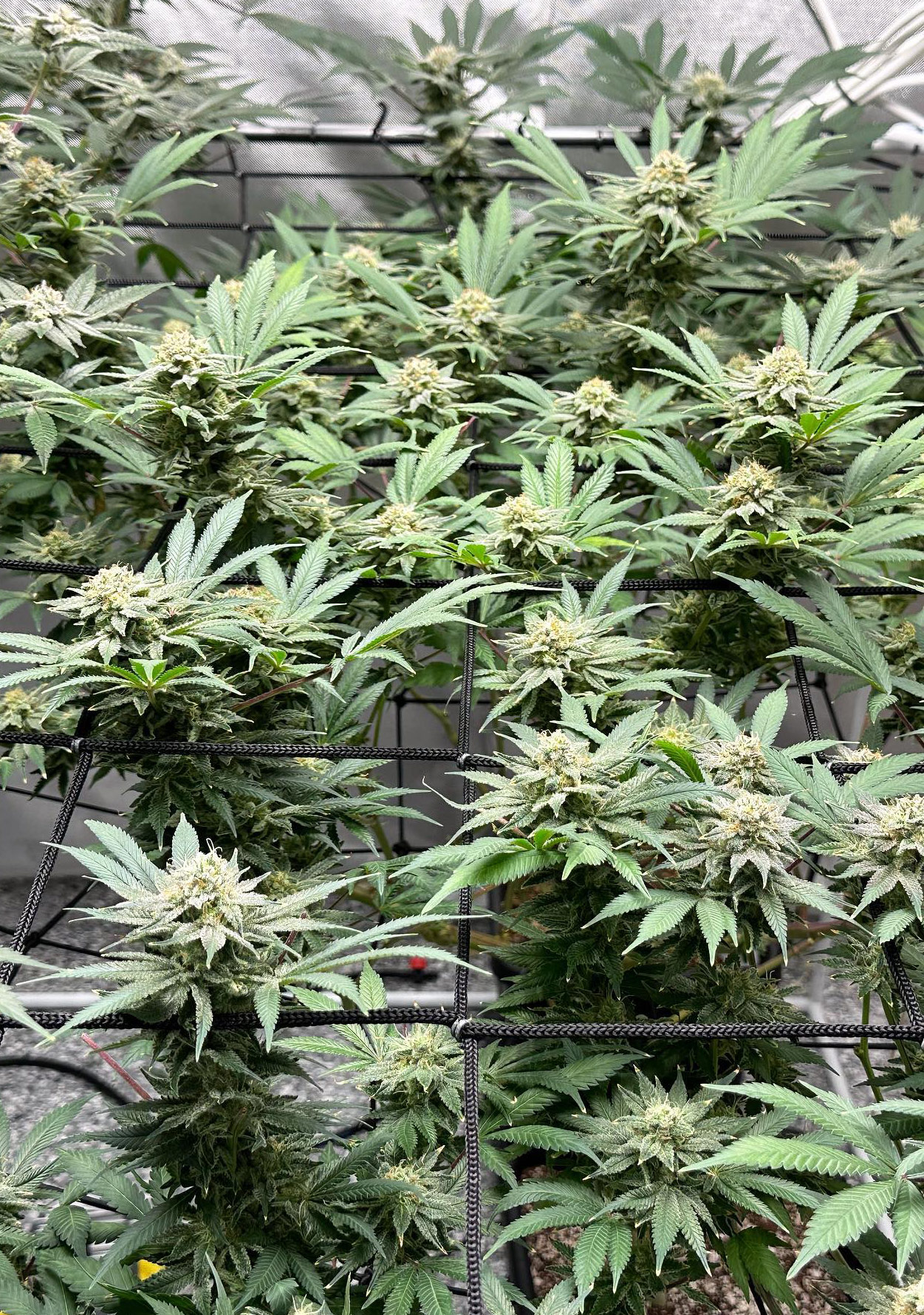 Pax Genetix - Somango Auto fem. 3+1 Samen – Bild 3