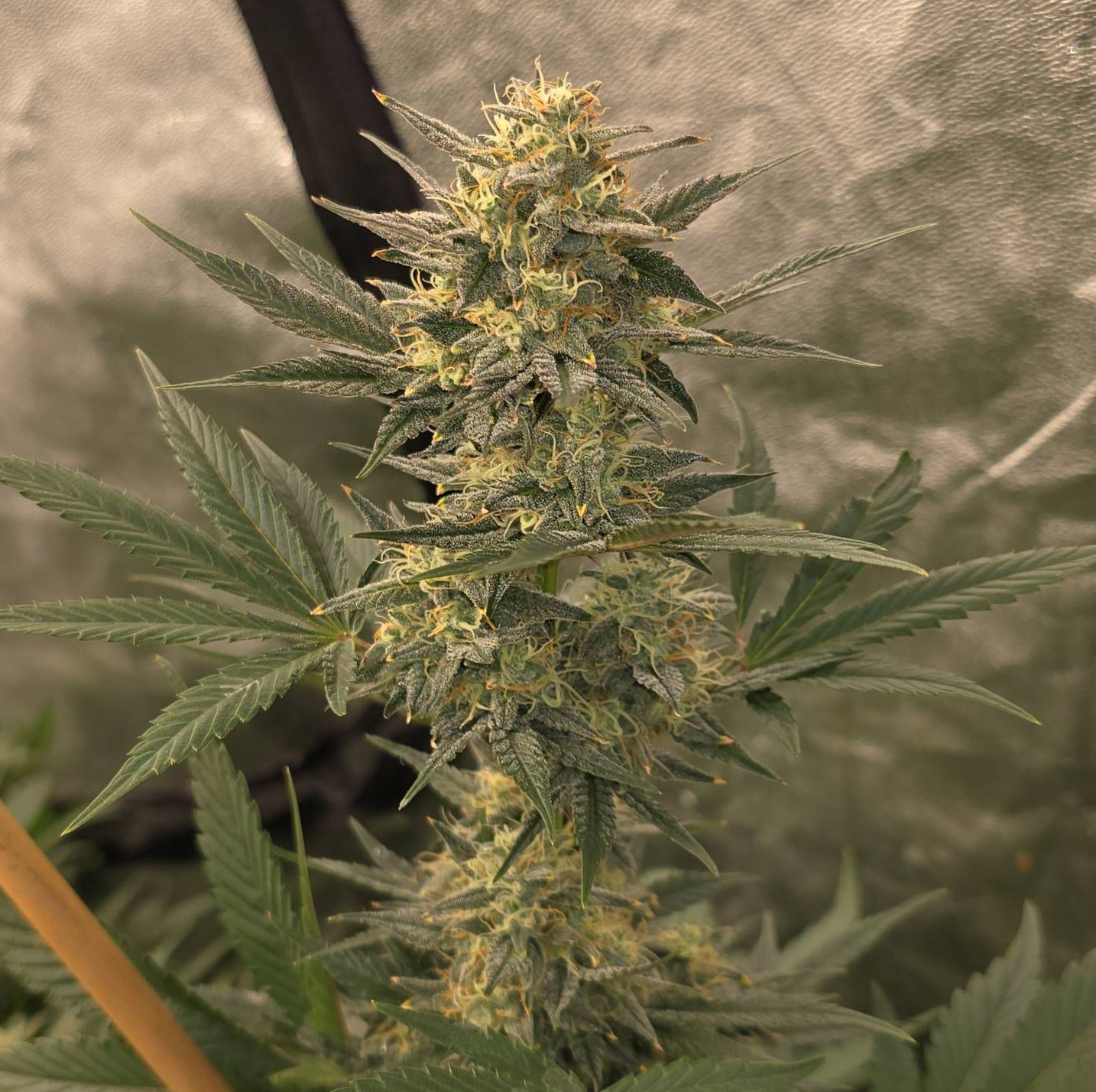 Pax Genetix - Critical 2.0 Auto fem. 3+1 Samen – Bild 3